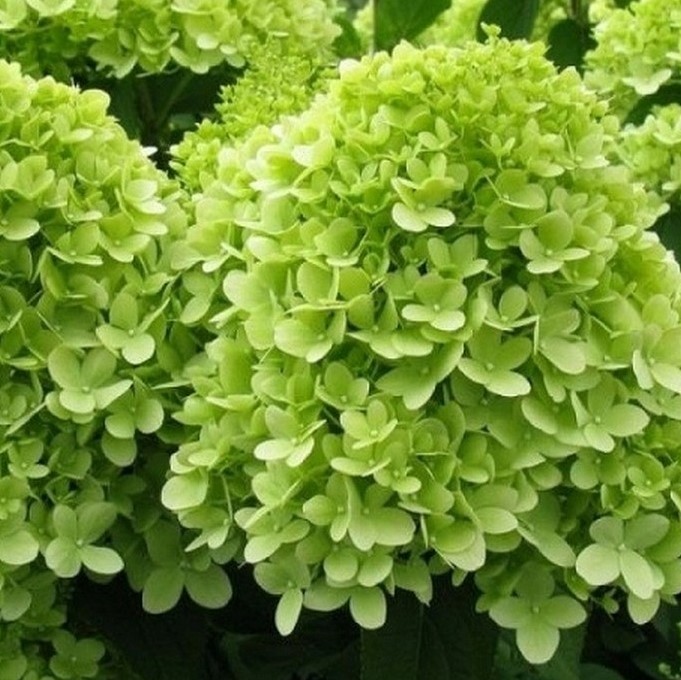 Гортензия метельчатая Мохито